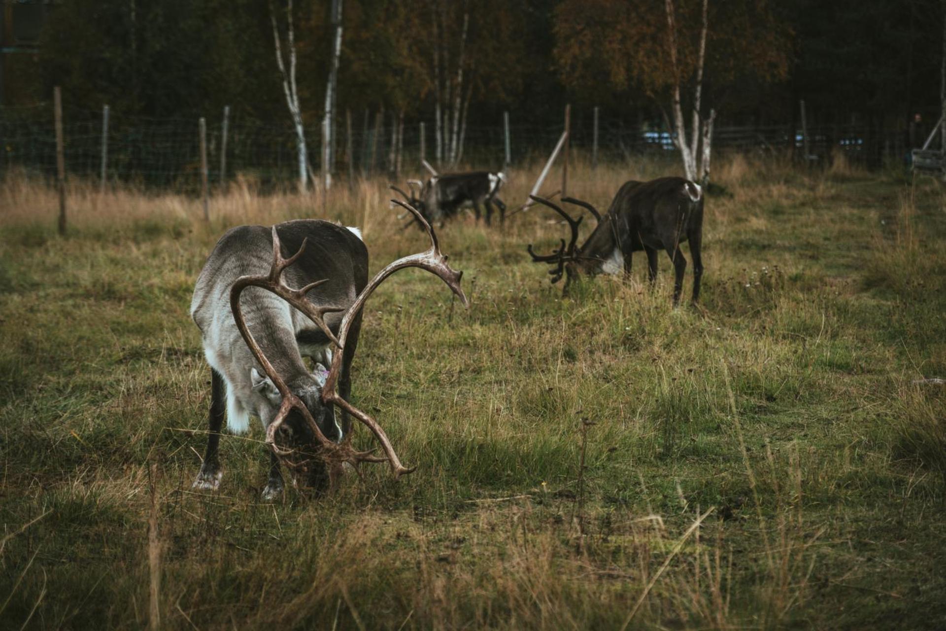 Reindeer Lodge Jukkasjarvi Bagian luar foto
